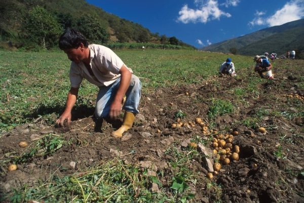 Fiscalía abre investigación contra productores agrícolas que botan alimentos como protesta