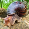 Alerta en Venezuela por «peste» de caracol africano gigante