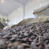 Cacaoteros venezolanos buscan impulsar la producción con vocación de exportación