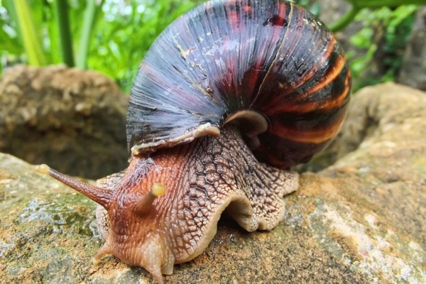 Alerta en Venezuela por «peste» de caracol africano gigante