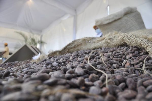 Cacaoteros venezolanos buscan impulsar la producción con vocación de exportación