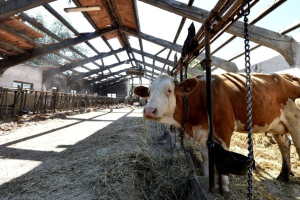 Decenas de vacas mueren envenenadas por la sequía en Italia