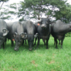 El 45% de la leche y 20% de la carne que se consumen en Venezuela son de búfalo, según Criabúfalos