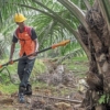 Desarrollar la palma aceitera con Colombia: El proyecto agroindustrial que plantea Venezuela