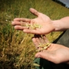 Rusia limitará la salida de grano ucraniano hasta que se faciliten sus ventas de amoniaco