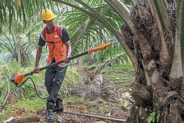 Aceite El Puerto anuncia un reajuste de su producción para el último trimestre de 2022