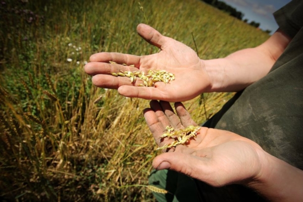 Rusia limitará la salida de grano ucraniano hasta que se faciliten sus ventas de amoniaco