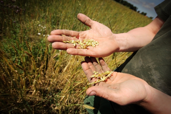 Gran parte del grano almacenado de Ucrania se perdió en la guerra, según informe