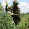 Colombia rompe récord histórico de narcocultivos: 204.000 hectáreas en 2021