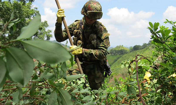 Colombia rompe récord histórico de narcocultivos: 204.000 hectáreas en 2021