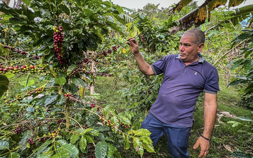 Chaviano es optimista en que alguna de las variedades que cultiva logre entrar al exclusivo club