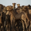 Pueden costar US$500.000: En el país del Mundial, las carreras de camellos son pasión nacional