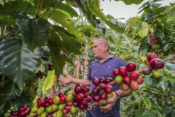 Café especial: Una estrategia para reactivar el deprimido sector en Cuba