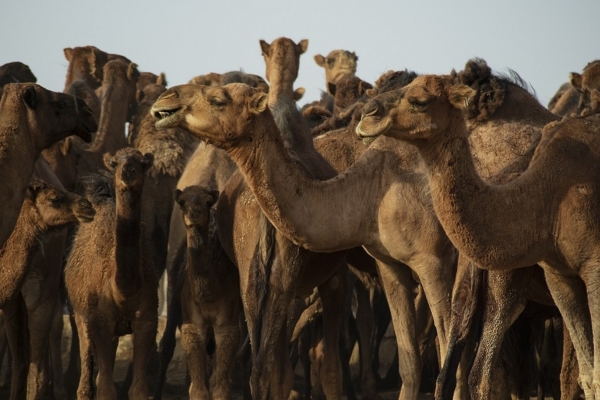 Pueden costar US$500.000: En el país del Mundial, las carreras de camellos son pasión nacional