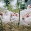 Producción de pollo en Venezuela «está en aumento» a pesar de que ha tenido fluctuación, según especialista
