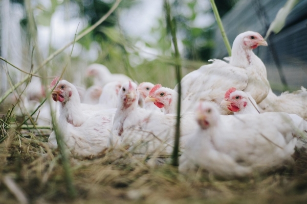 Brasil prohíbe ferias y exposiciones con aves para evitar la gripe aviar