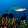Estudio determinó que dos tercios de los tiburones y rayas en arrecifes podrían extinguirse