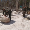 FANB demanteló campamentos de minería ilegal en el estado Amazonas