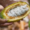 #Reportaje | La cosecha de cacao: El otro «oro negro» que tiene Venezuela