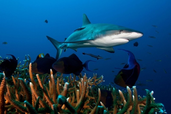 Estudio determinó que dos tercios de los tiburones y rayas en arrecifes podrían extinguirse