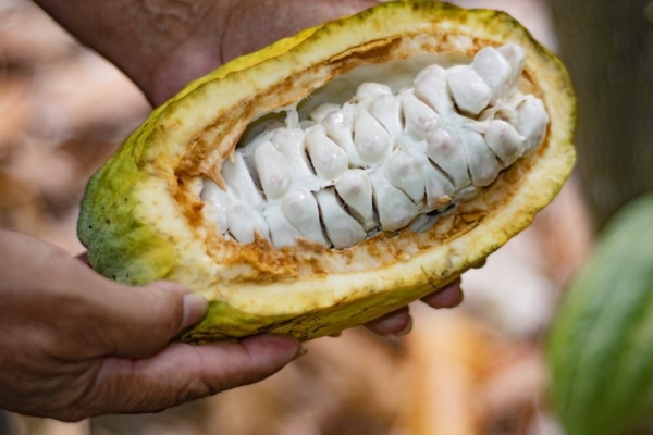 #Reportaje | La cosecha de cacao: El otro «oro negro» que tiene Venezuela