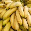 Plaga del Fusarium 4 centrará el noveno Congreso Internacional del Banano