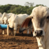 Latinoamérica y el Caribe alcanzan acuerdo para avanzar hacia una ganadería más sostenible