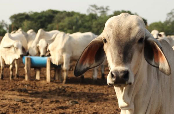 Estiman que al año se pierden alrededor de 700.000 animales por abigeato