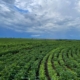 Perspectivas de la agricultura en Venezuela: ¿Más oportunidades que desafíos o más desafíos que oportunidades?