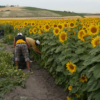 Inició la cosecha de girasol 2023: productores esperan superar los 1000 kg/ha