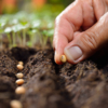 Fedeagro prevé un crecimiento del 20% en espacios de siembra