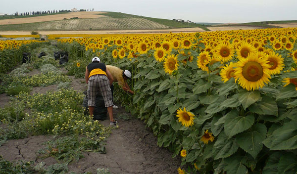 Superficie de siembra de girasol en Portuguesa crecerá hasta 10.000 hectáreas