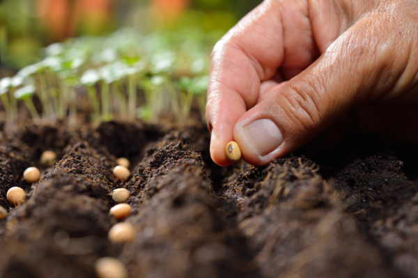 Fedeagro prevé un crecimiento del 20% en espacios de siembra