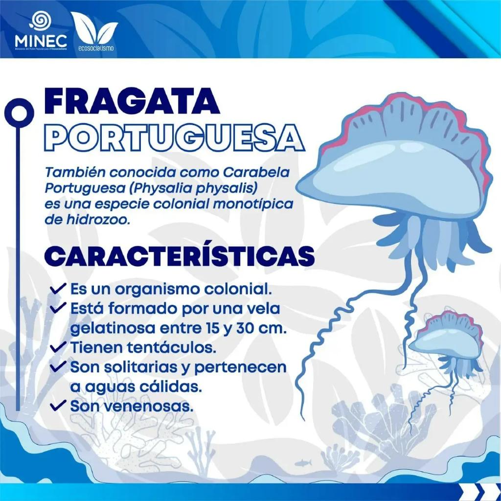 Minec advierte sobre la presencia la Fragata Portuguesa en costas venezolanas: ¿qué hacer en caso de picaduras?