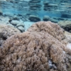 Lo que faltaba: invasión de letal coral exótico puede generar «catástrofe ecológica» en aguas venezolanas