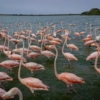 La caza e ingesta de flamencos en Venezuela: Una «tradición» cuestionada