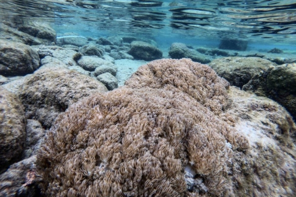 Lo que faltaba: invasión de letal coral exótico puede generar «catástrofe ecológica» en aguas venezolanas