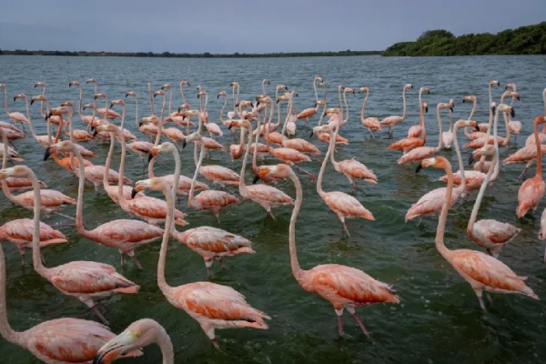 La caza e ingesta de flamencos en Venezuela: Una «tradición» cuestionada