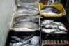 Sector Pesca y Acuicultura report&oacute; crecimiento de 15% en los primeros meses de 2026