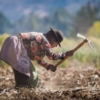 ONU: América Latina es clave para garantizar la seguridad alimentaria global