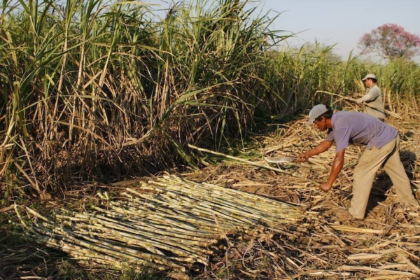 Cañicultores consideran poco probable las nuevas inversiones para el sector