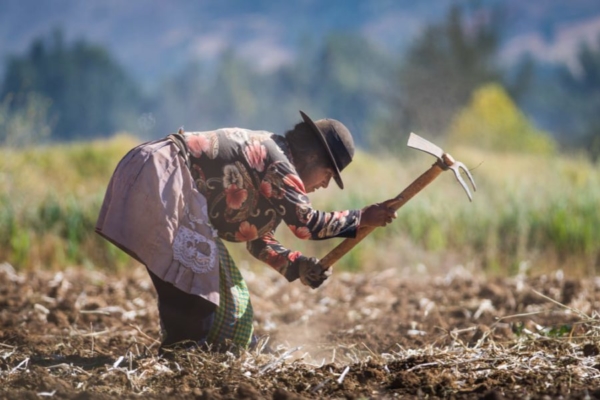 ONU: América Latina es clave para garantizar la seguridad alimentaria global