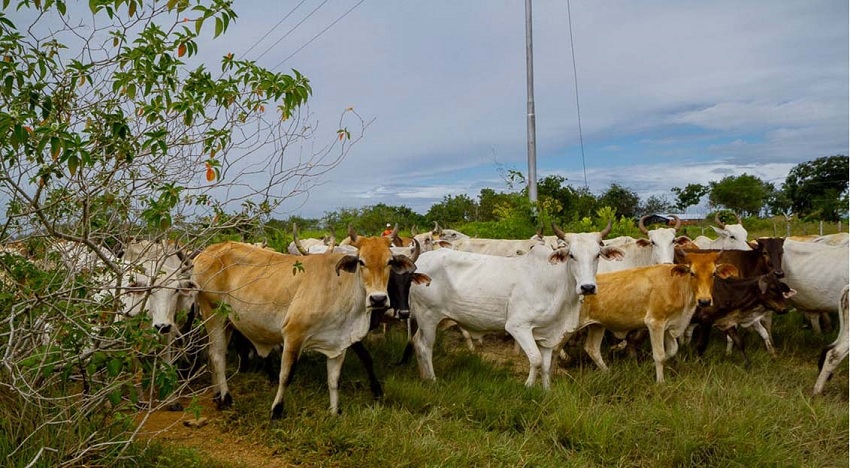 Descontrol sanitario de enfermedades vesiculares en el ganado acorrala la producción de carne y lácteos