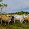 Táchira es el quinto estado en producir carne en el país: Sacrifica 23.000 toneladas de ganado diarios