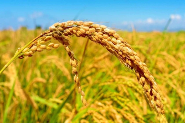 Producción de arroz en Venezuela crecerá 13,6% en el ciclo 2023-2024, estiman productores