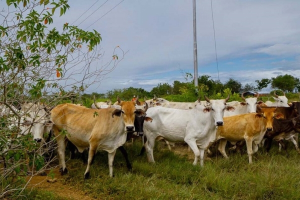 Fedenaga estima que el rebaño nacional se ubica entre 10 y 11 millones de cabezas de ganado