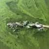 «Pérdidas totales»: La contaminación en el lago de Maracaibo afecta a pescadores