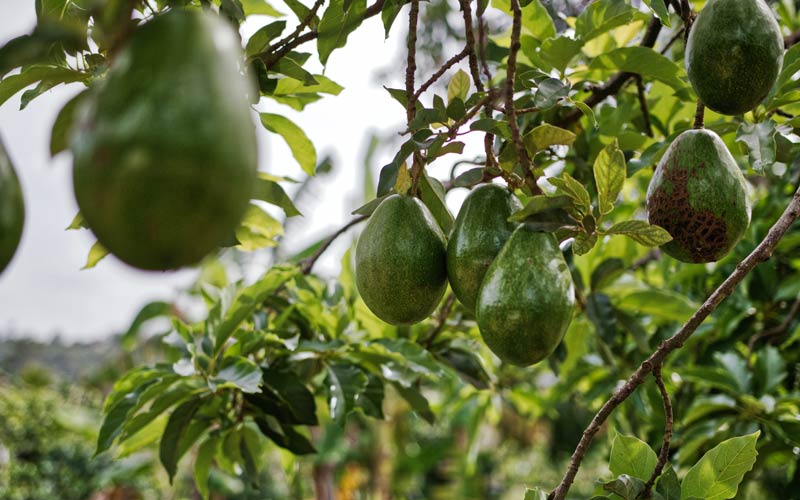 Llena tu nevera con estos 9 súper alimentos saludables