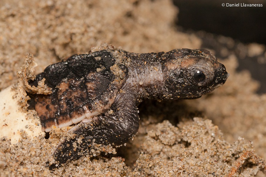Bancamiga se une a los esfuerzos de conservación de las tortugas marinas en Paria