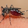 Venezuela fortalece campaña contra el dengue en medio de denuncias sobre aumento de casos
